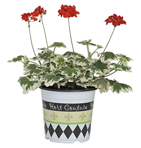 Algopix Similar Product 15 - Geranium Glitterati Ice Queen Live