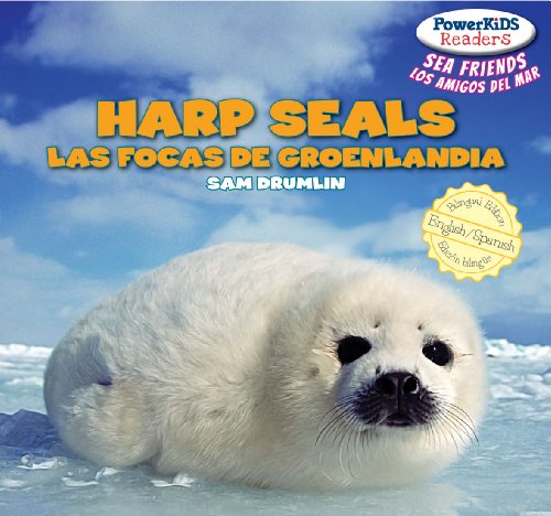 Harp Seals / Las focas de groenlandia by Sam Drumlin