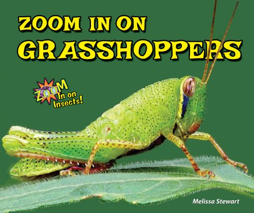 Zoom in on Grasshoppers by Melissa Stewart