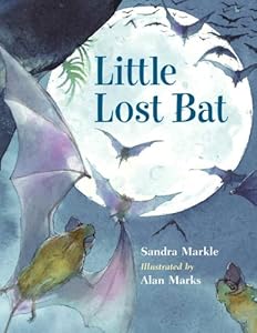 Little Lost Bat
