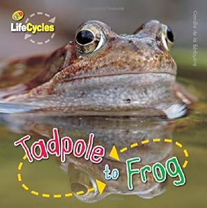 Tadpole to Frog