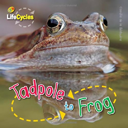 Tadpole to Frog by Camilla De la Bedoyere