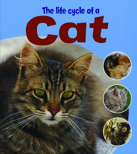 The Life Cycle of a Cat (Learning About Life Cycles) by Ruth Thomson