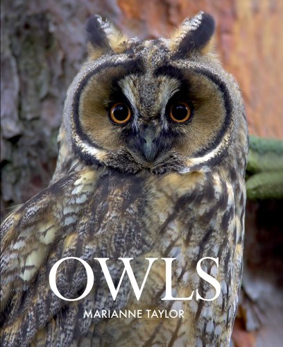 Owls by Marianne Taylor