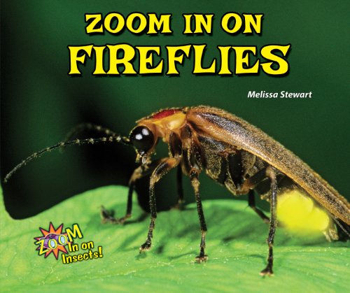 Zoom In on Fireflies by Melissa Stewart