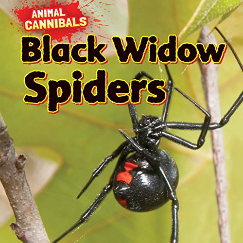 Black widow spiders by Sam Hesper