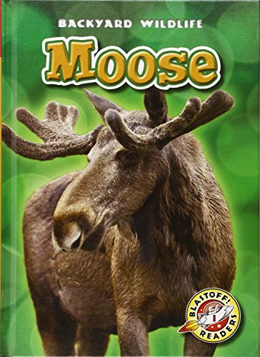 Moose by Kristin Schuetz