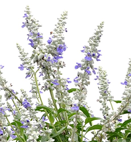 Algopix Similar Product 17 - Salvia Mannequin Snow Mountain Live