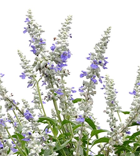 Algopix Similar Product 14 - Salvia Mannequin Snow Mountain Live