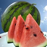 訳あり　山形県産　尾花沢すいか（西瓜/スイカ）　１玉　２・３Ｌ　（7kg以上）