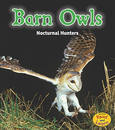 Barn Owls: Nocturnal Hunters by Rebecca Rissman