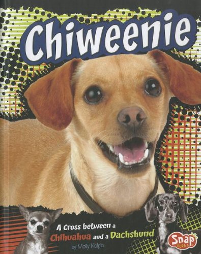 Chiweenie: A Cross Between a Chihuahua and a Dachshund by Molly Kolpin