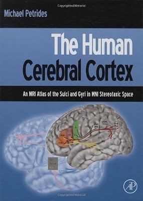 The Human Cerebral Cortex: An MRI Atlas of the Sulci and Gyri in MNI Stereotaxic Space