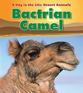 Bactrian Camel