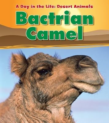 Bactrian Camel