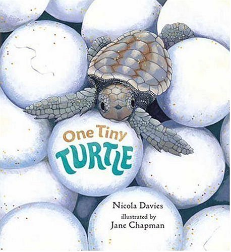 One Tiny Turtle by Nicola Davies