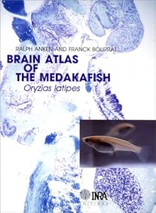 Brain atlas of the medakafish: Oryzias latipes