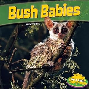 Bush Babies (Up a Tree)