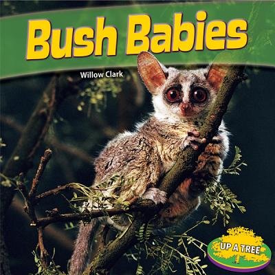 Bush Babies (Up a Tree)