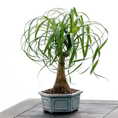 Succulent Plants - Ponytail Palm