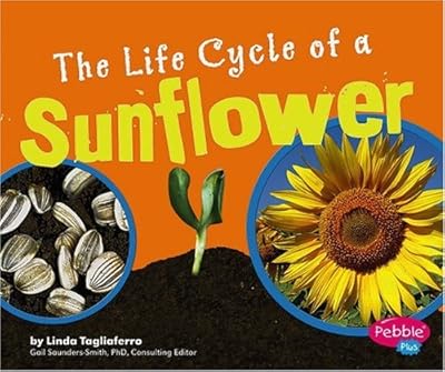 The Life Cycle of a Sunflower