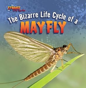 The Bizarre Life Cycle of a Mayfly
