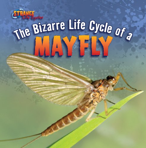 The Bizarre Life Cycle of a Mayfly by Greg Roza