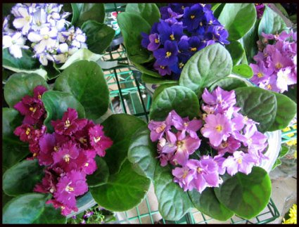 African Violet - Varied Colors