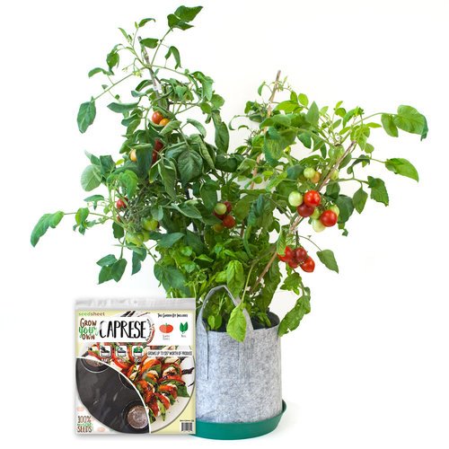 Algopix Similar Product 20 - Grow Your Own Caprese Full Garden Kit 