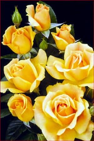 Roses - Creamy Yellow, Ruffled Blooms