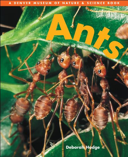 Ants (Denver Museum Insect Books) by Deborah Hodge