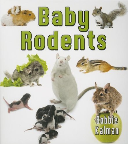 Baby Rodents by Bobbie Kalman