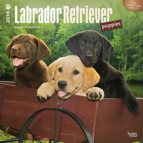 Labrador Retriever Puppies 2016 Wall Calendar