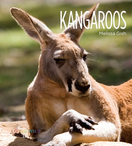 Kangaroos by Melissa Gish