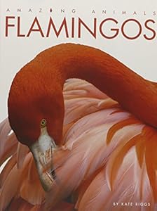 Amazing Animals Flamingos