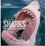 Face to Face with Sharks