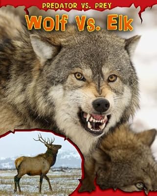 Wolf vs. Elk (Predator vs. Prey)