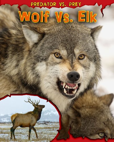 Wolf vs. Elk (Predator vs. Prey) by Mary Meinking