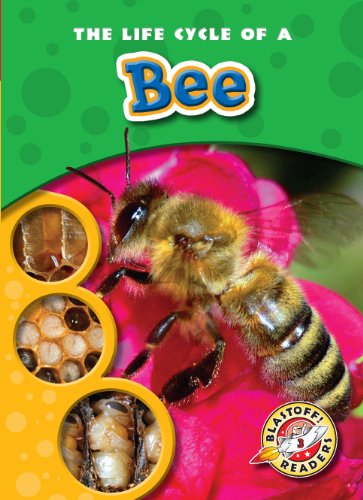 The Life Cycle of a Bee by Colleen Sexton