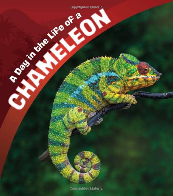 A Day in the Life of a Chameleon (A+ Books: A Day in the Life) by Lisa J. Amstutz