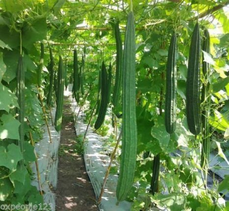 Algopix Similar Product 6 - 