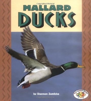 Mallard Ducks