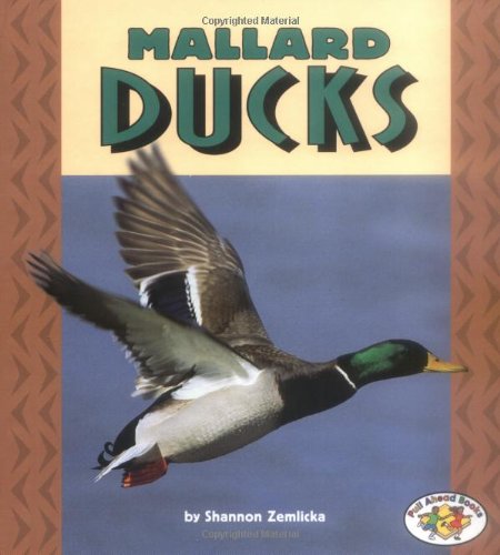 Mallard Ducks by Shannon Zemlicka