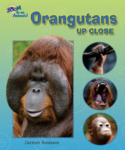 Orangutans Up Close by Carmen Bredeson