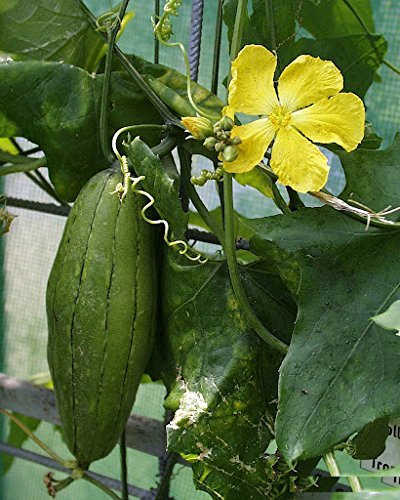 Algopix Similar Product 17 - 