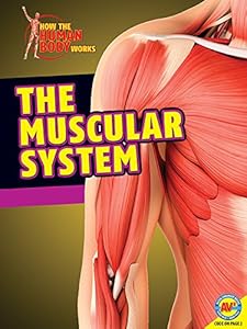 The Muscular System