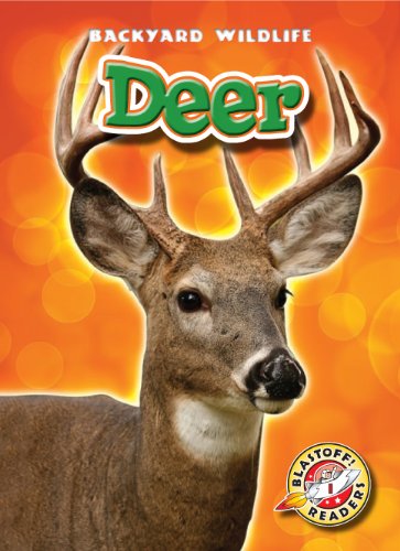 Deer by Derek Zobel