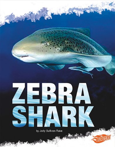 Zebra Shark by Deborah Nuzzolo
