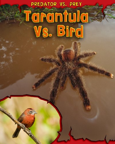 Tarantula vs. bird by Mary Meinking
