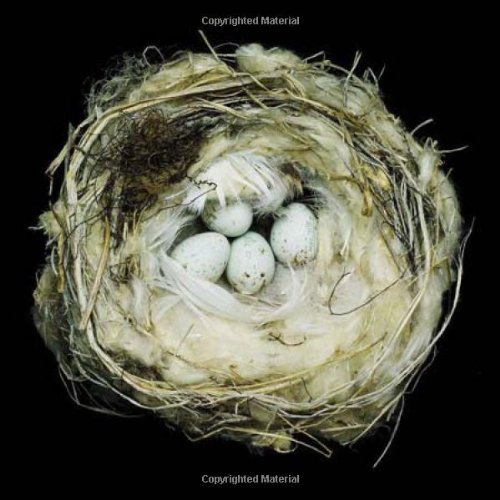 Nests: Fifty Nests and the Birds that Built Them by Sharon Beals